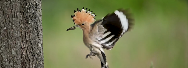 ΕΠΟΨ ο Αττικός